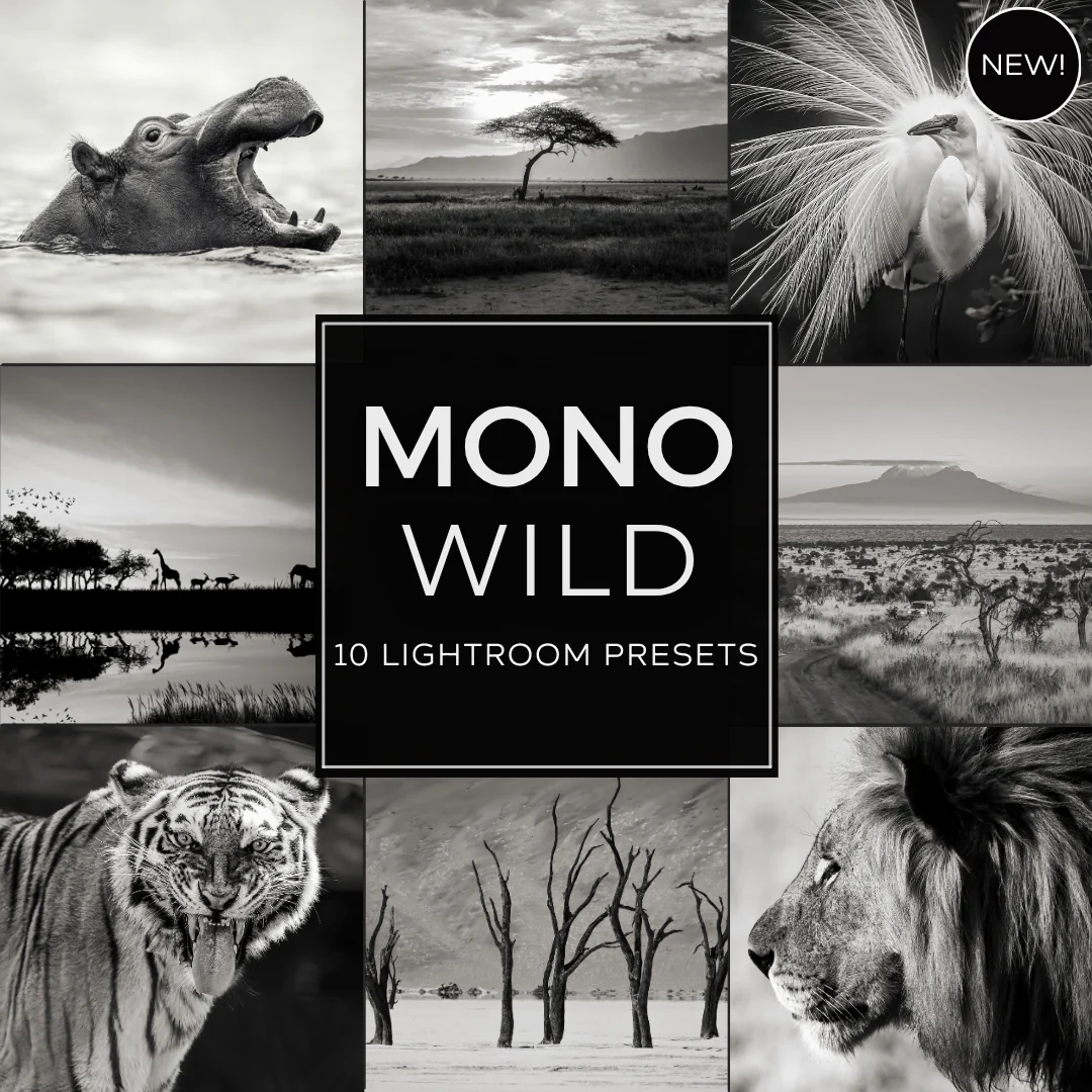 Newest Lightroom Packs